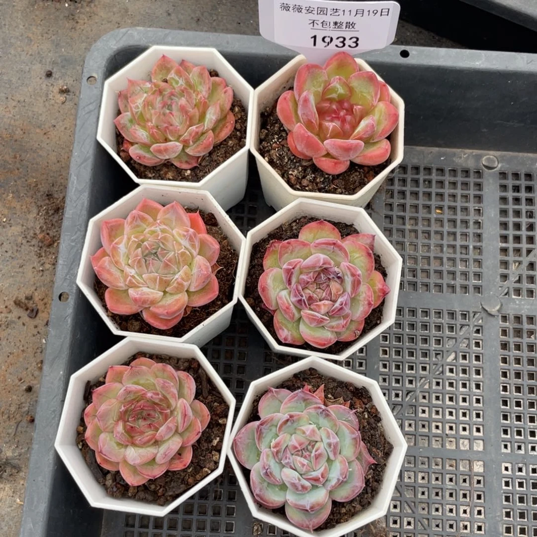 不包整散 盆子不售后1933