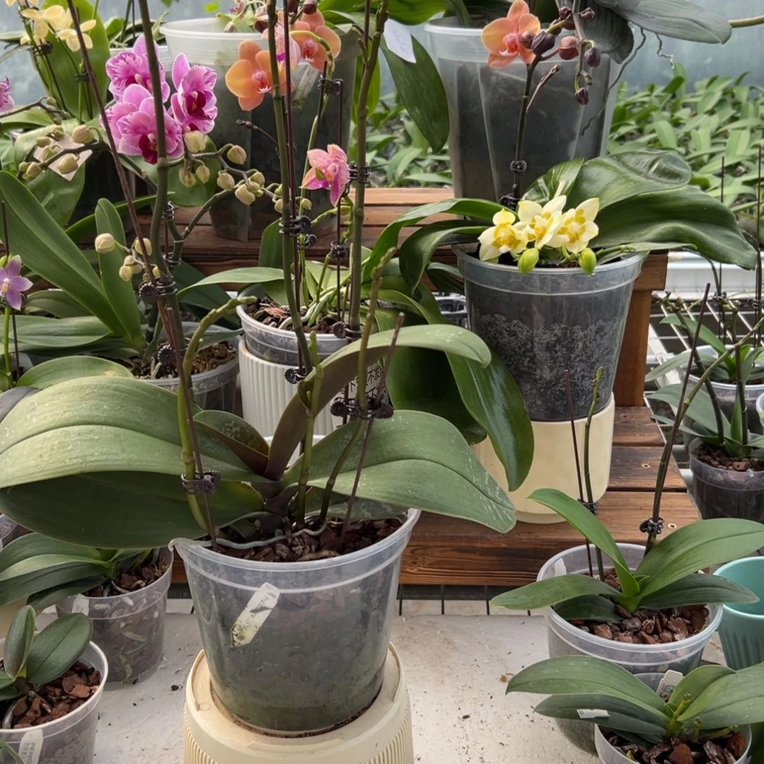 完全开放2858史塔基