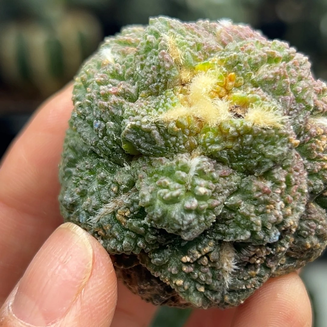 109 晾一个月上盆