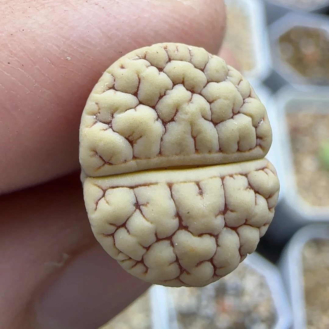 41脑纹荒满30包邮发货