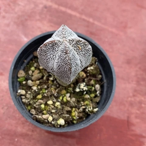 实生恩冢2仙人球