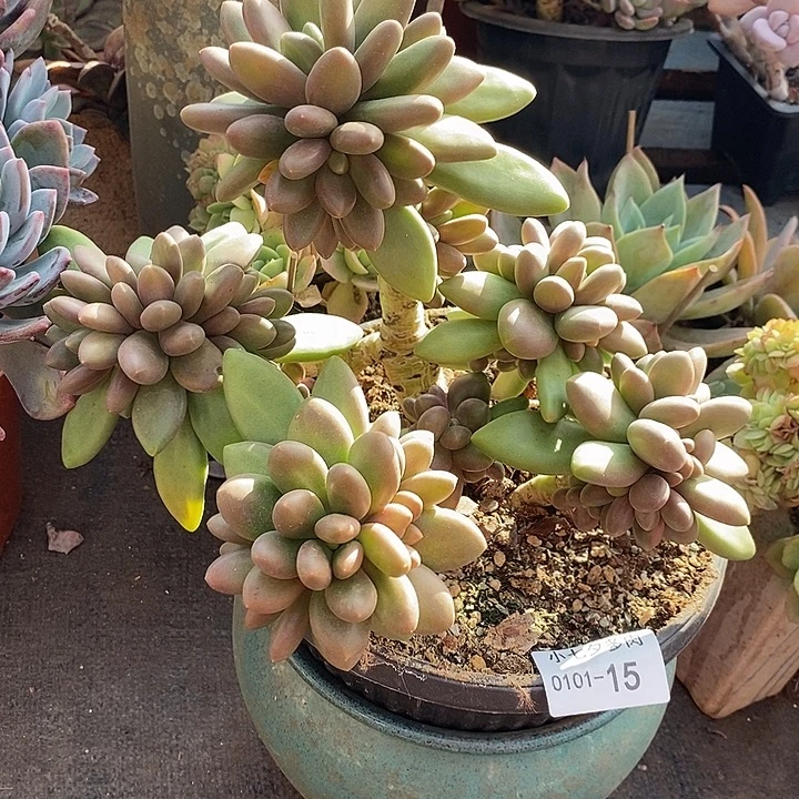 小七夕多肉芒果奶15