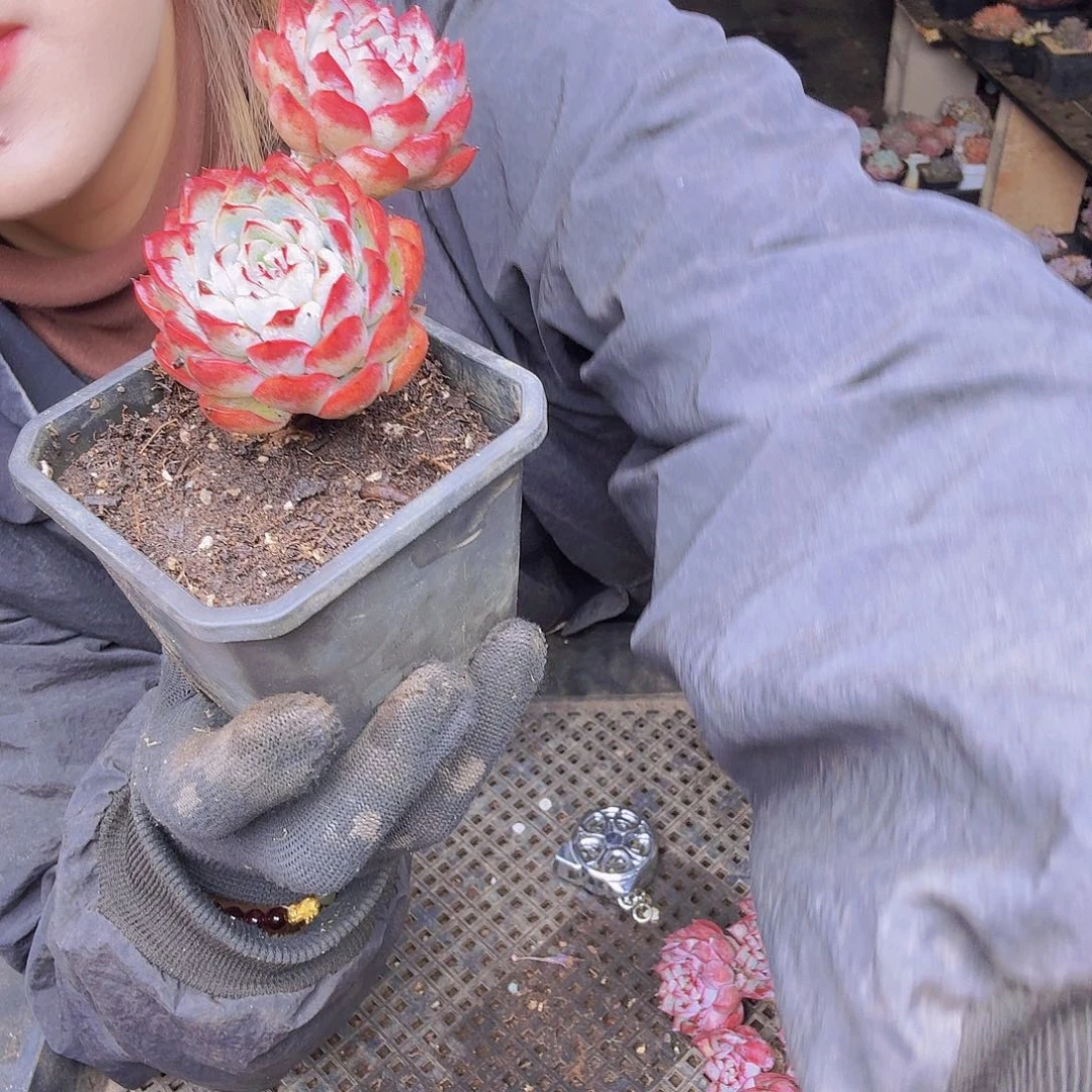 阿***玉022侧影一物一拍侧影