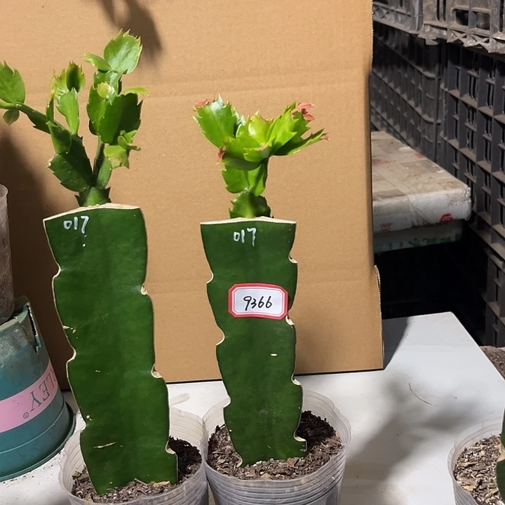 阳***）当前无花朵，栽培后可花朵017