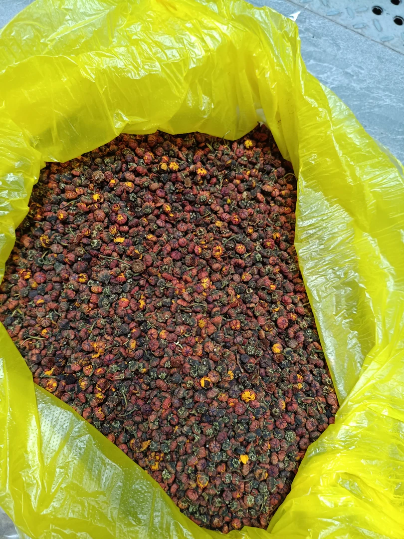 《雪胎菊》高山雪胎菊昆仑山雪胎菊