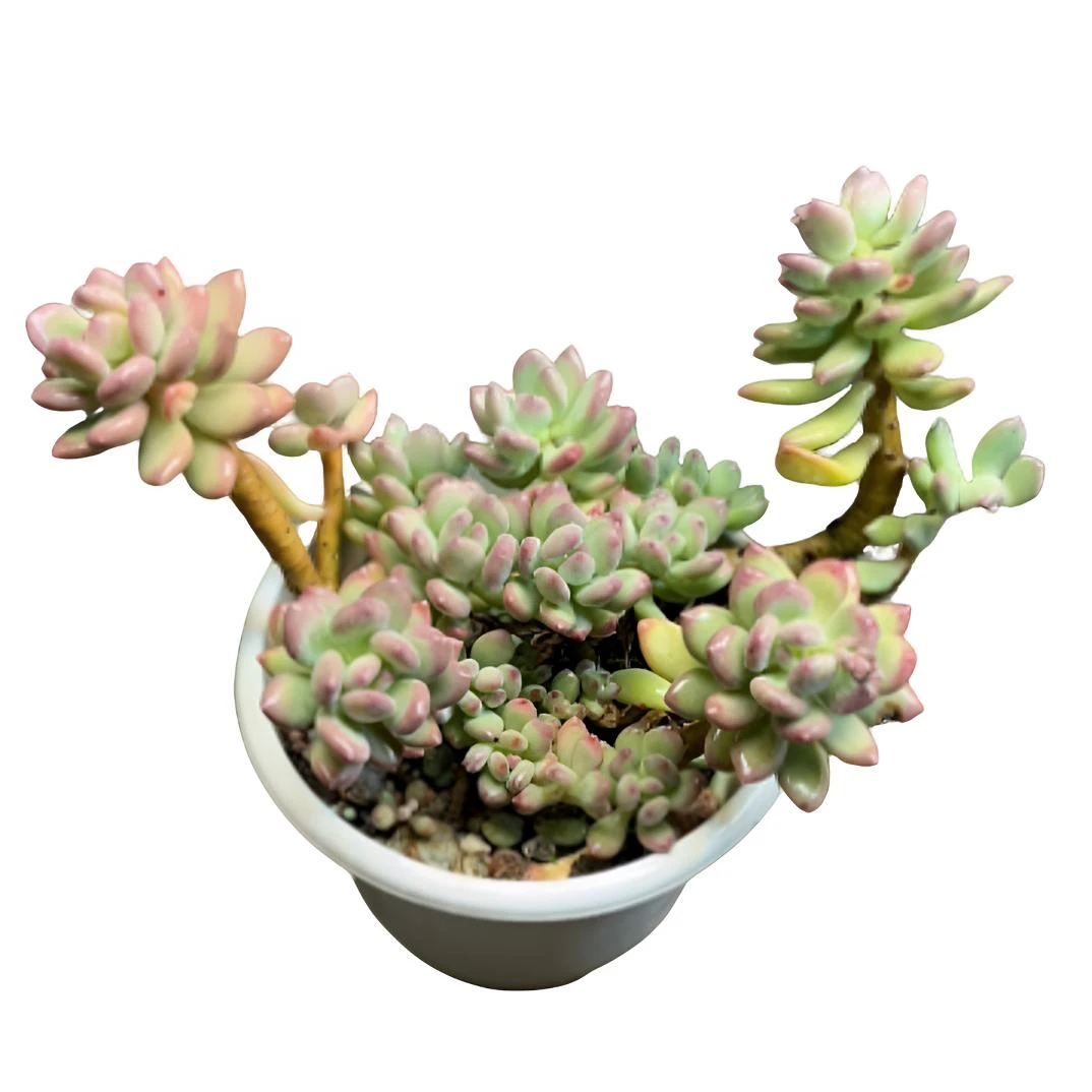 三日月美人（土球发货20cm）老桩多头多肉植物状态可爱阳光易爆崽