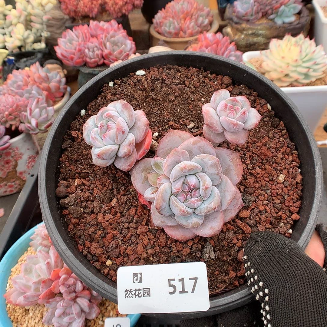 517星影多肉植物666