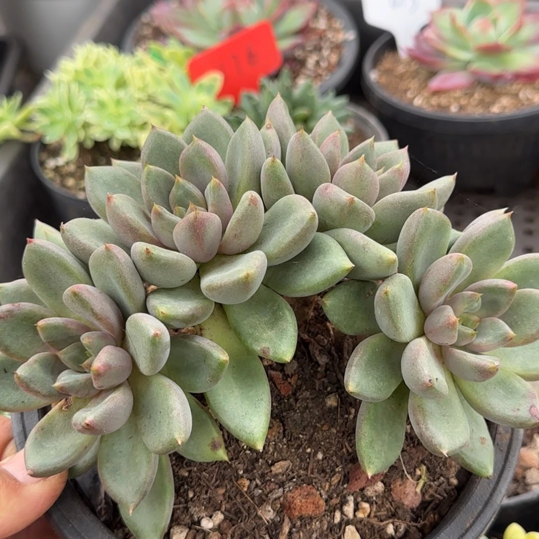 红象牙朵朵一物一拍包装收缩花旱