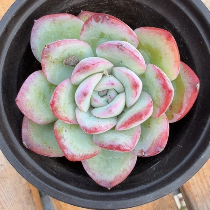 胖***团雪媚娘。