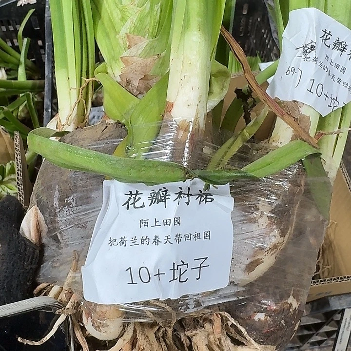 花瓣衬裙10➕坨子闪购