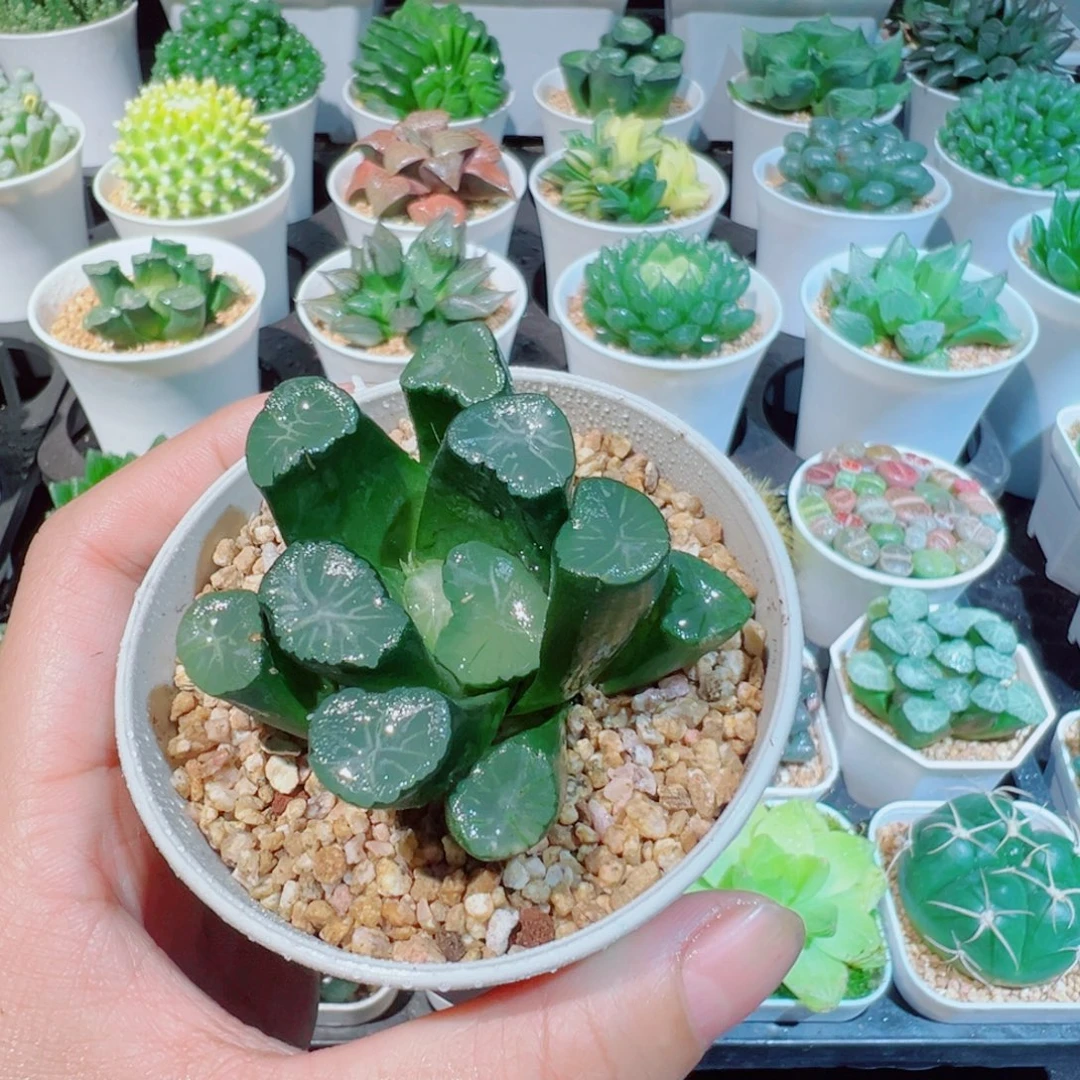 美纹万象多肉多肉