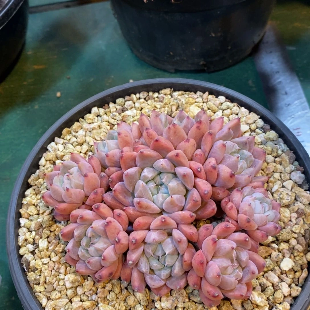 叶*佳人群，自然群，1234567891