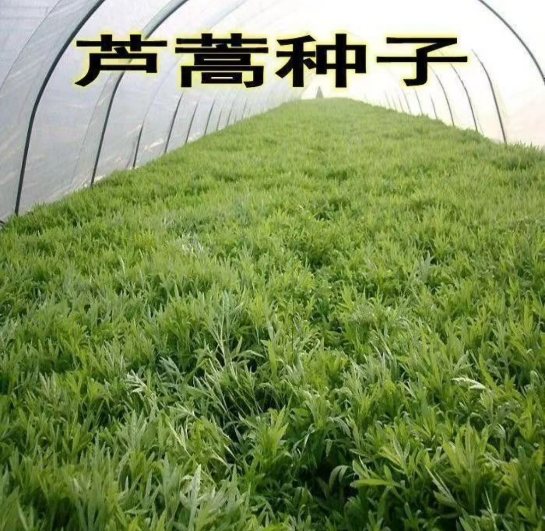 【芦蒿种子】四季种植盆栽地栽阳台小院种植