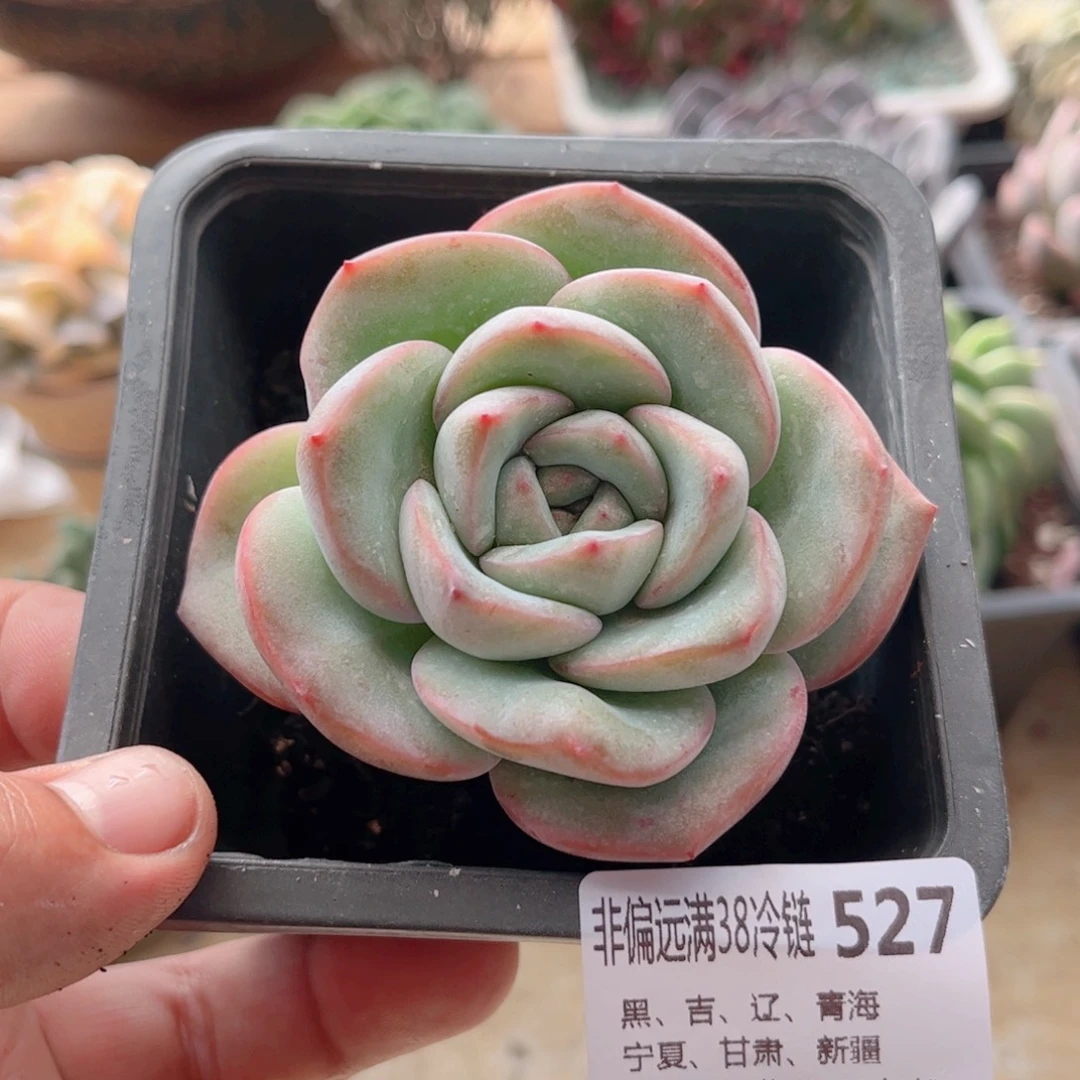 527奶油泡芙德华多肉