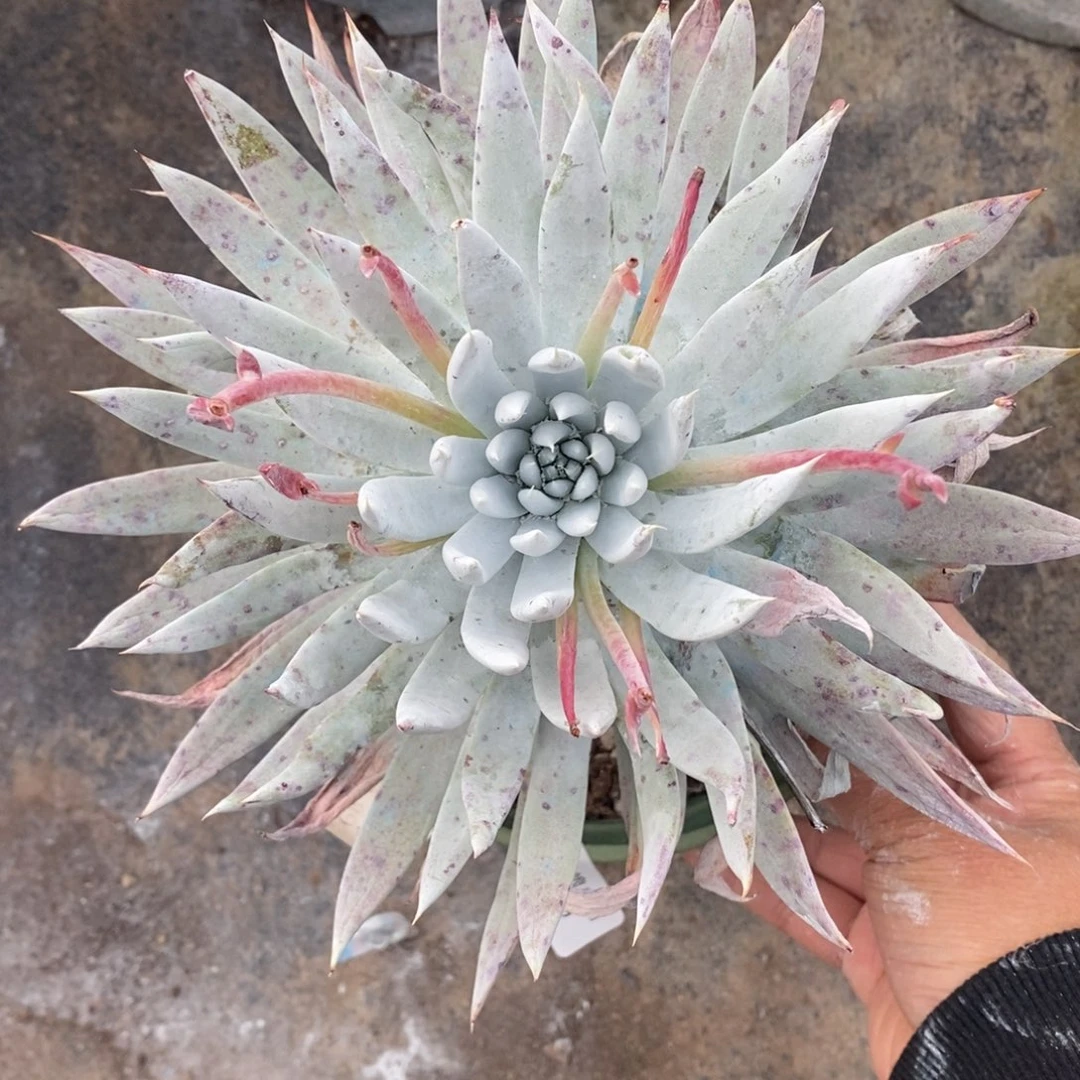 89号莫然伊粗腿子