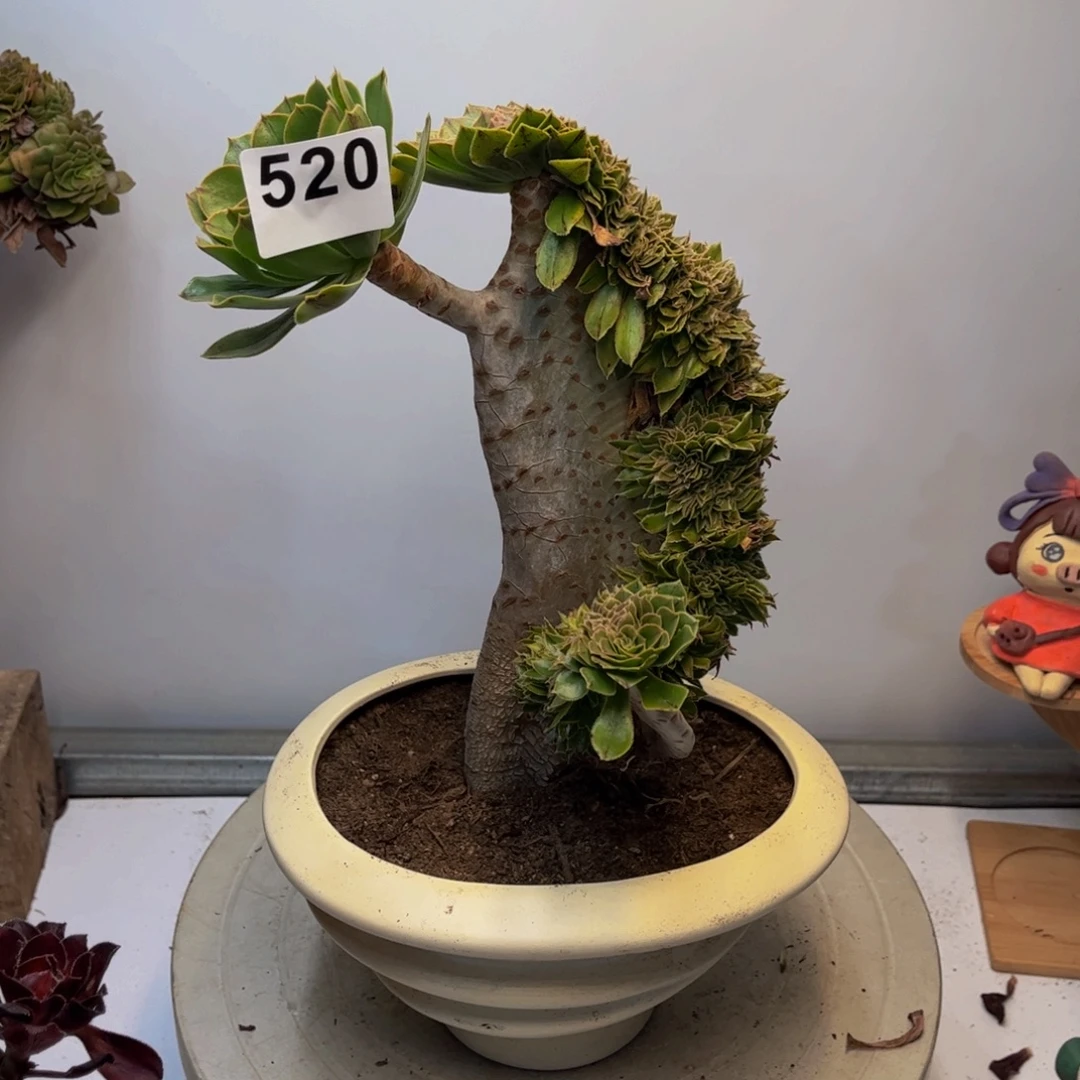 多肉植物原始绿缀520