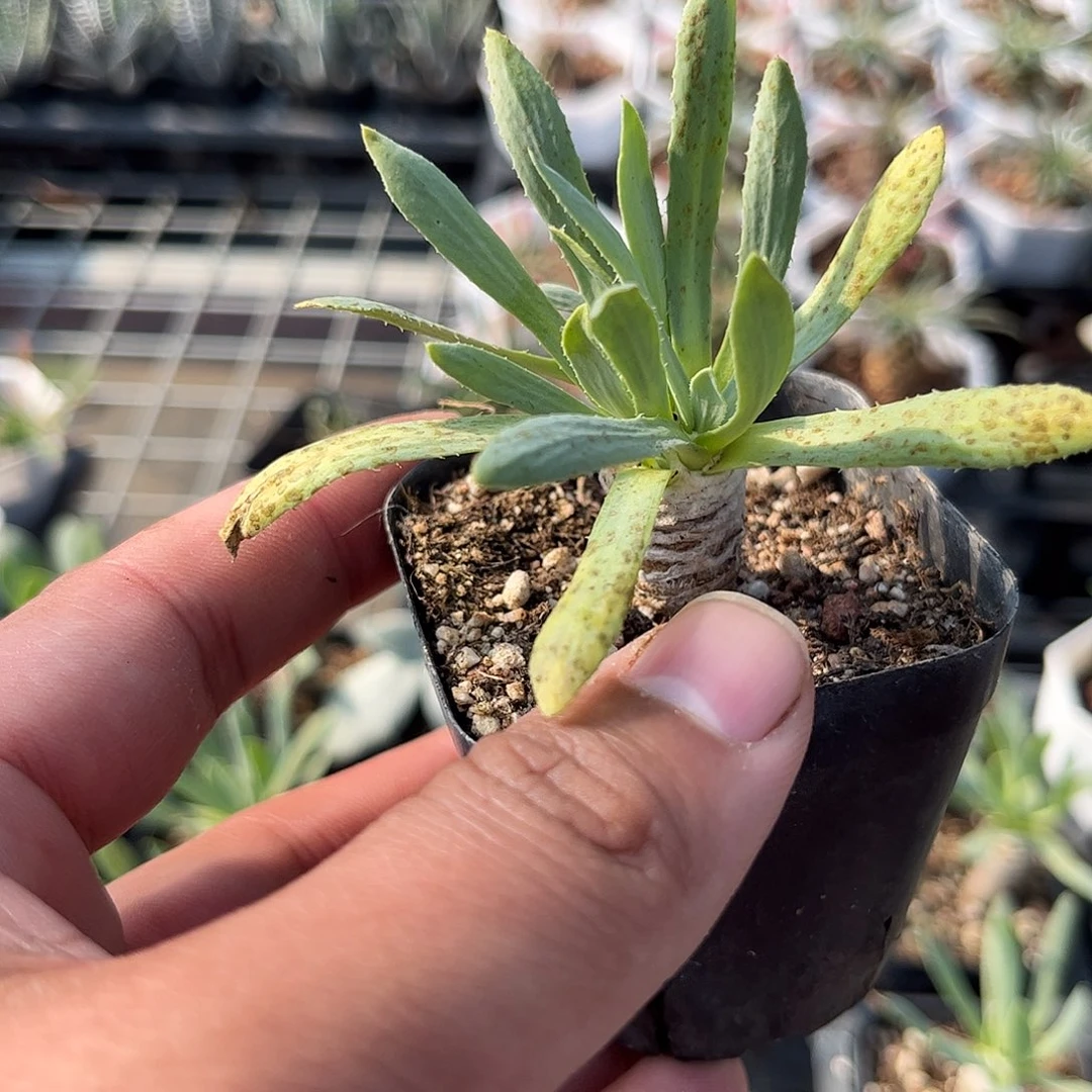 刨花菊单头发货的