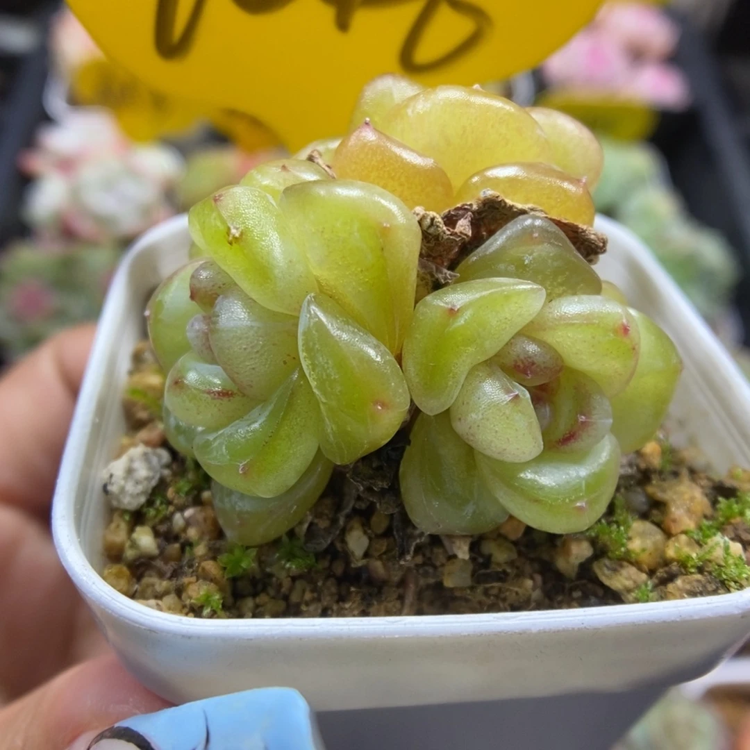 金雀珍妮群生1046号