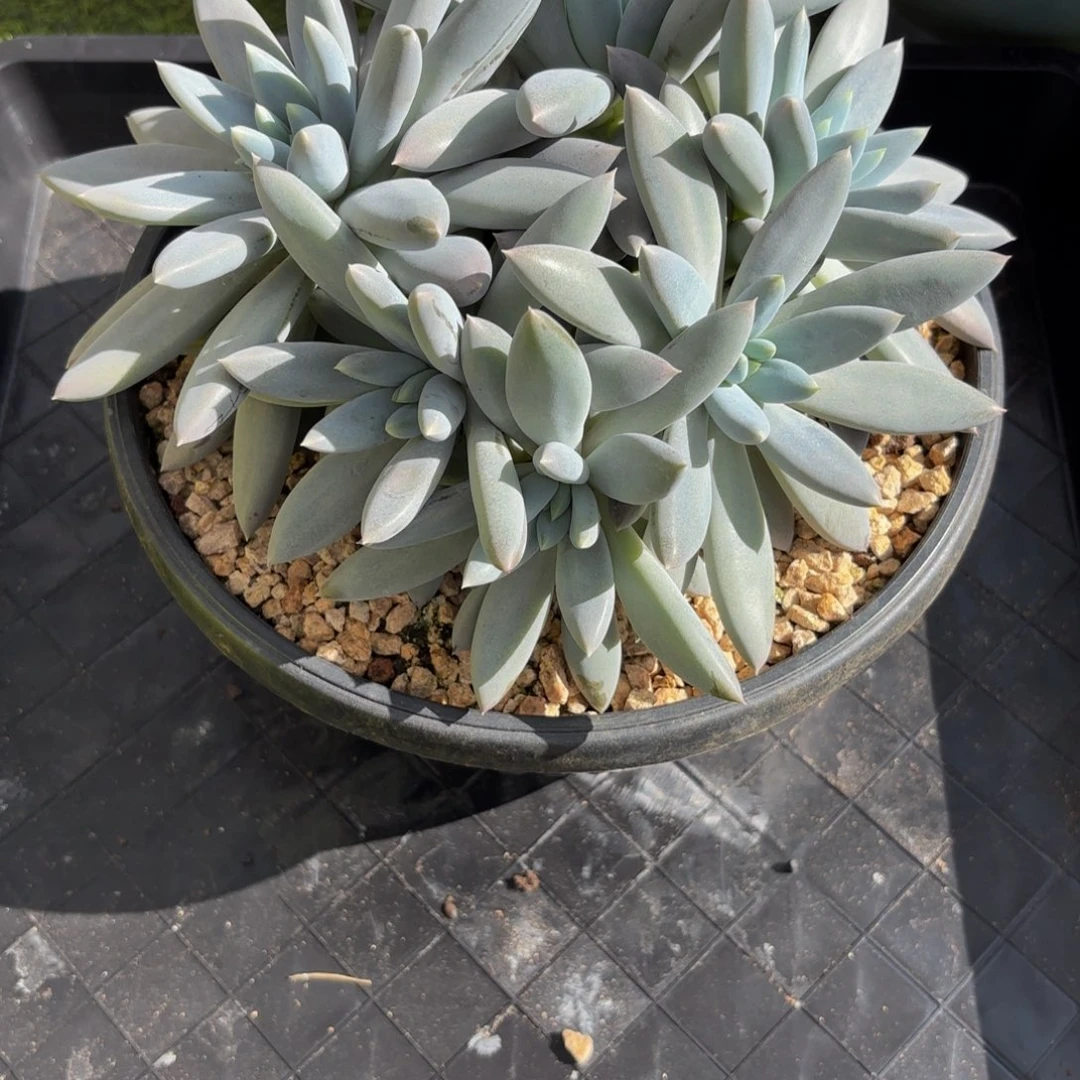 哥特萝莉，多肉植物