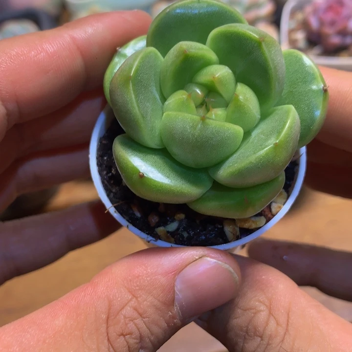 绿胖子珍妮一物一拍