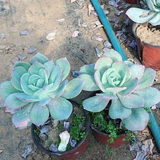 天***意白凤二盒多肉植物20