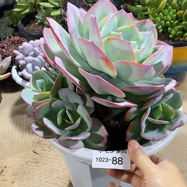 小七夕多肉血凤88