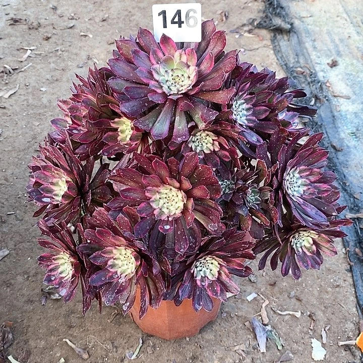 法师植物12345678