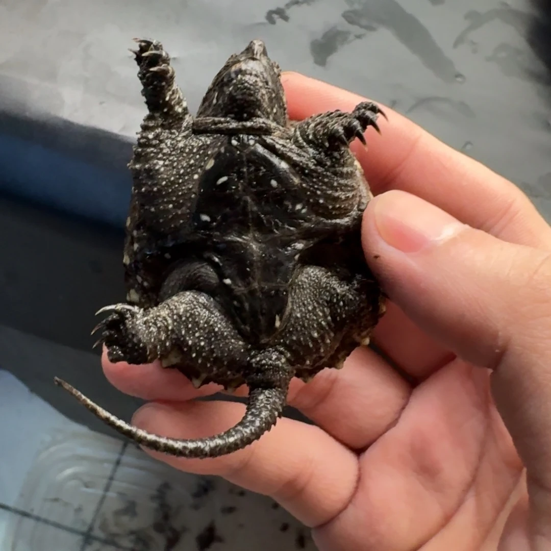 不分公母小鳄龟1111