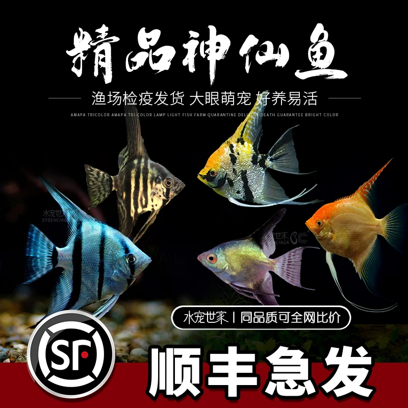 小型活体观赏鱼小型燕鱼热带鱼秘鲁神仙红头三色黑神仙小花仙