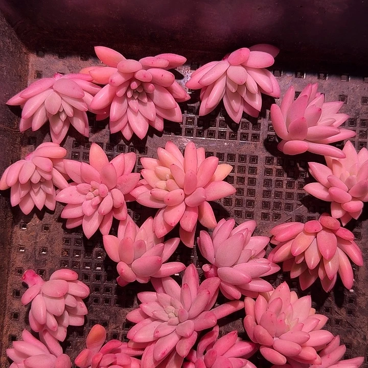 红蜻蜓锦多肉植物