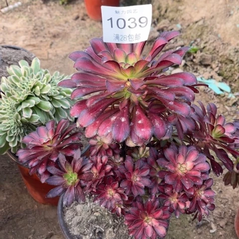 魅力的多肉多肉1039