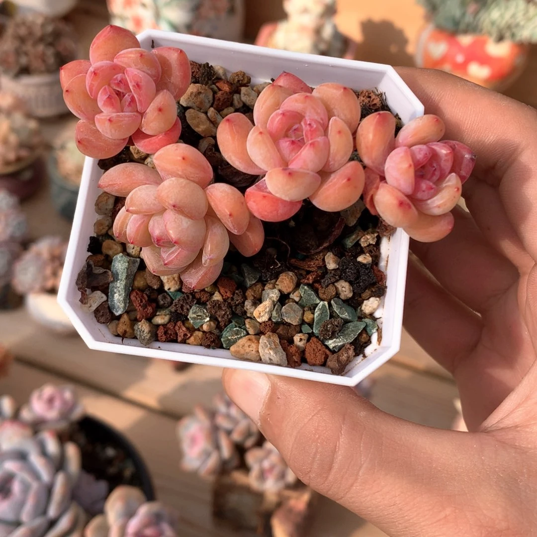 星影4头自然群一物一拍