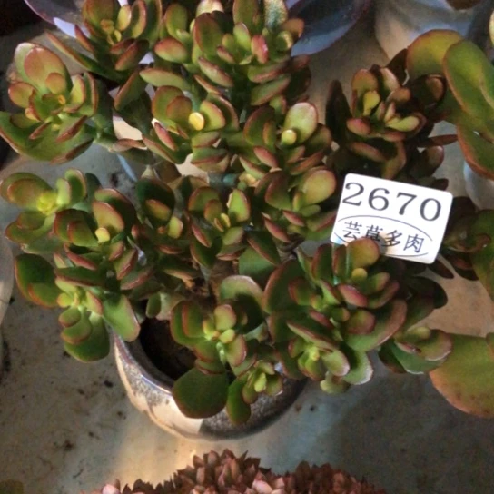 摇钱树，2670，一物一拍