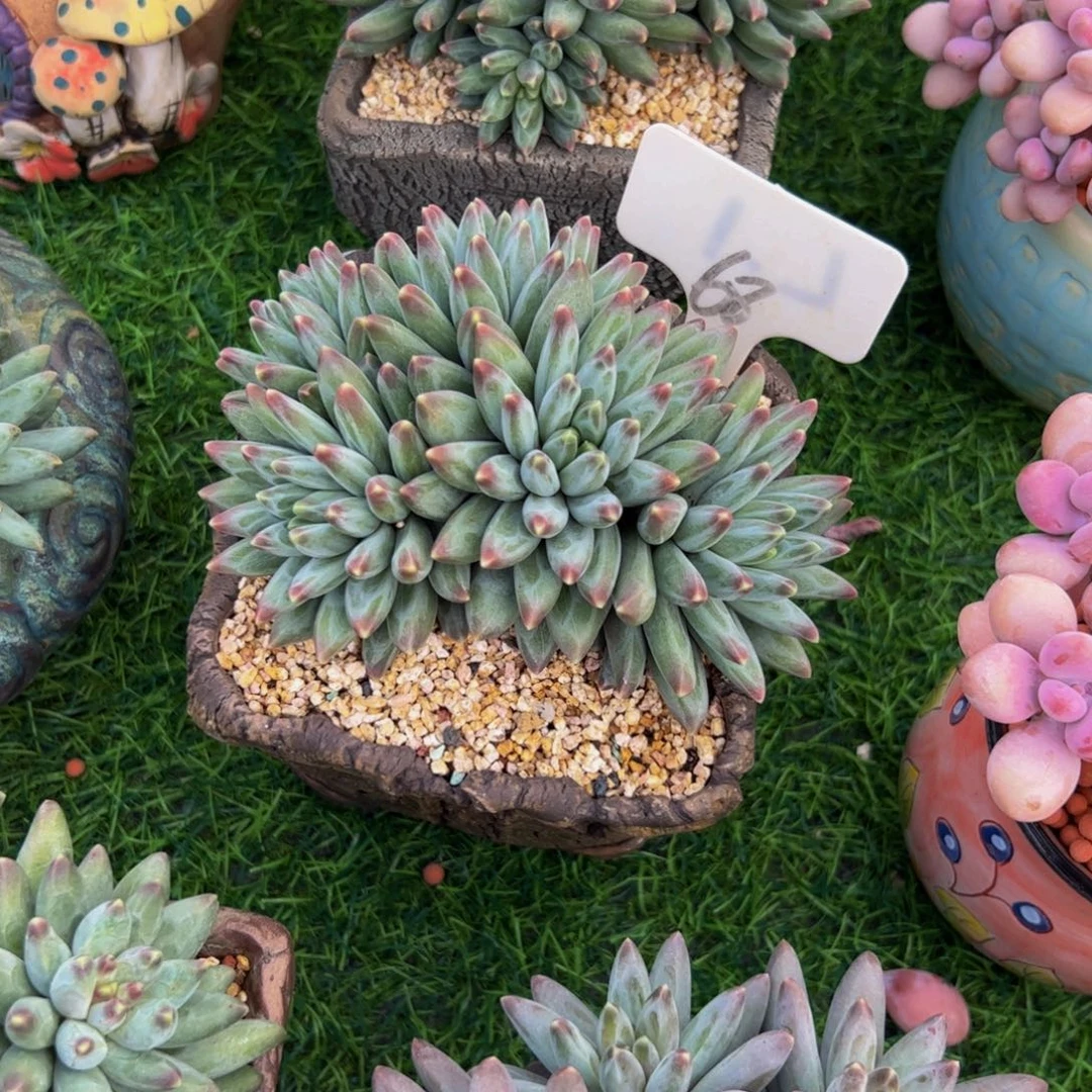 冰***墩伊卡鲁斯多肉植物