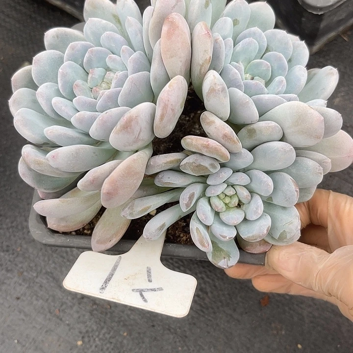 两单包邮，一物一拍菩提之一1