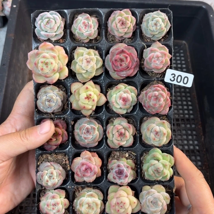 ٩***！精品直播一物一拍300