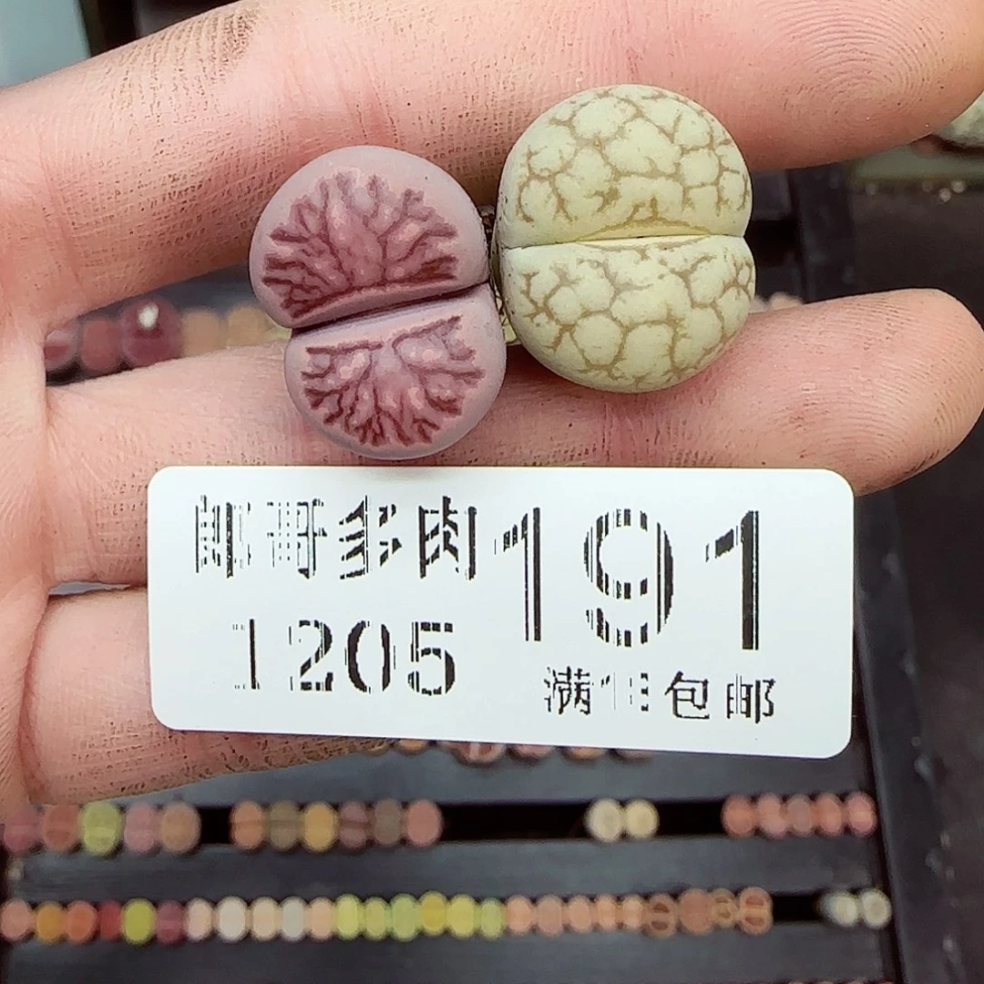 豚***主满满18包邮1205-191