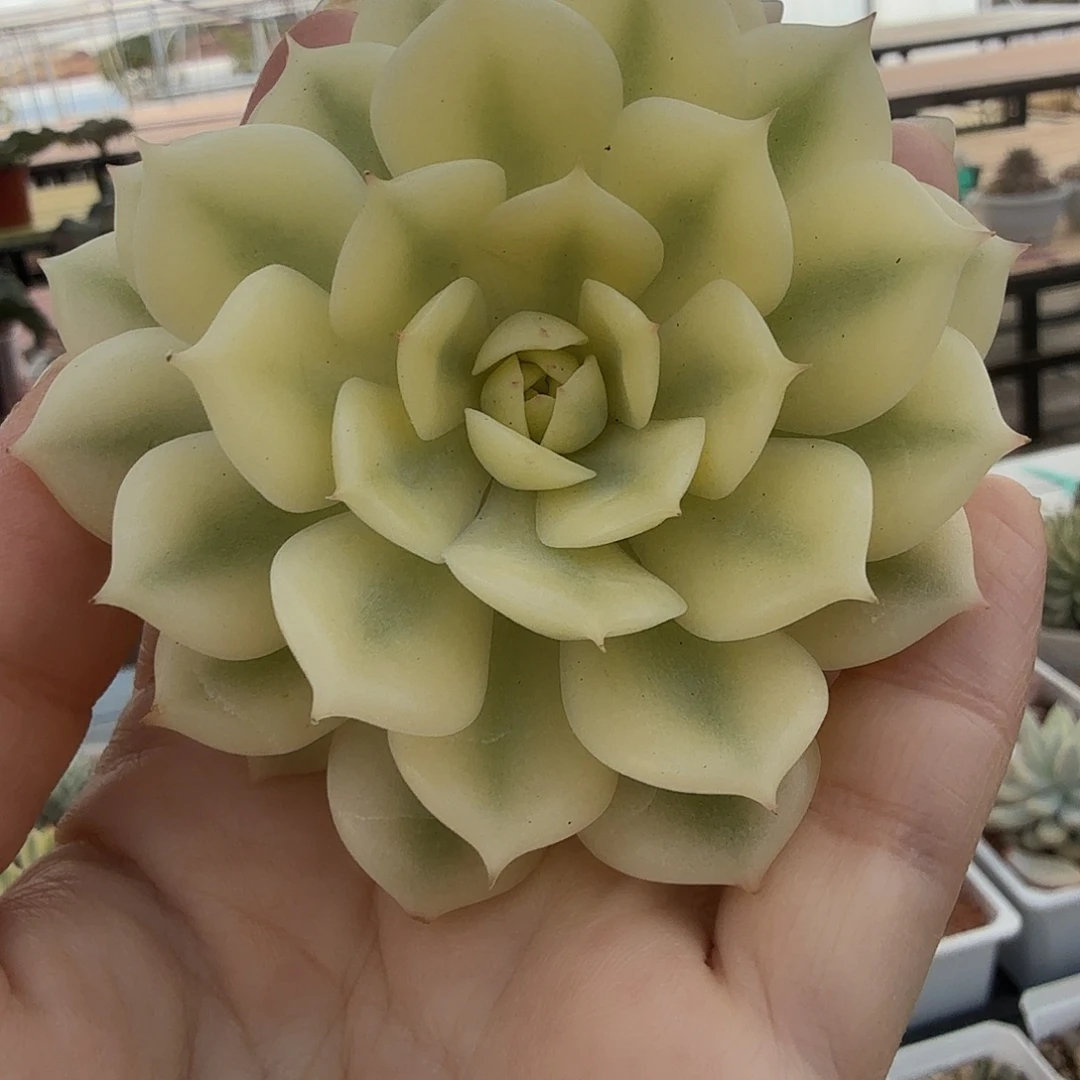艾丽卡宽覆轮锦，多肉植物。
