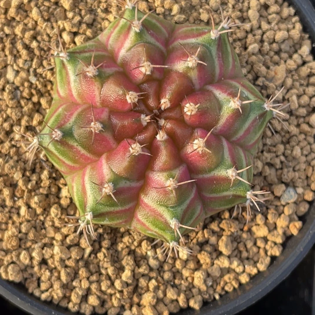 当前无花朵，栽培后可花朵梦想轮回