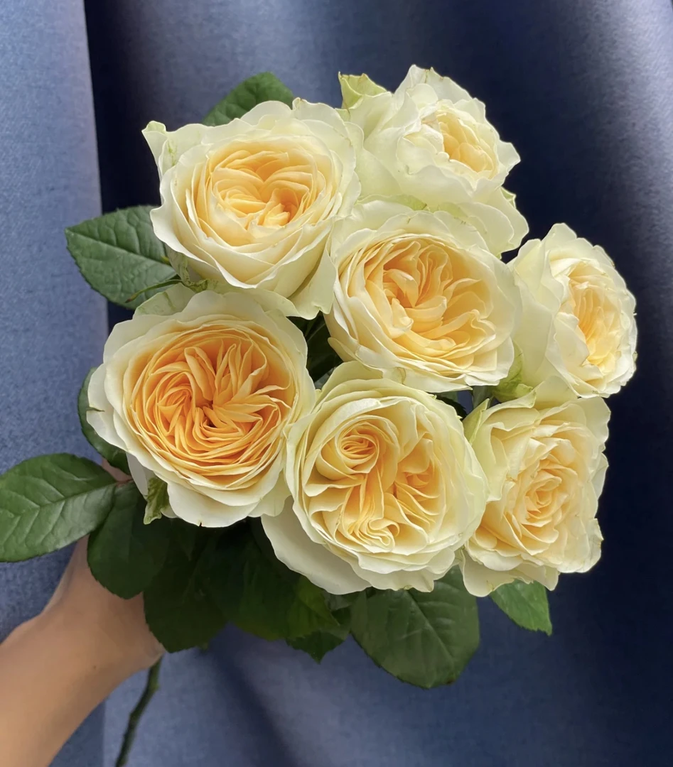 （曼）奶油杯15支➕5支防损鲜花任意满两单包邮