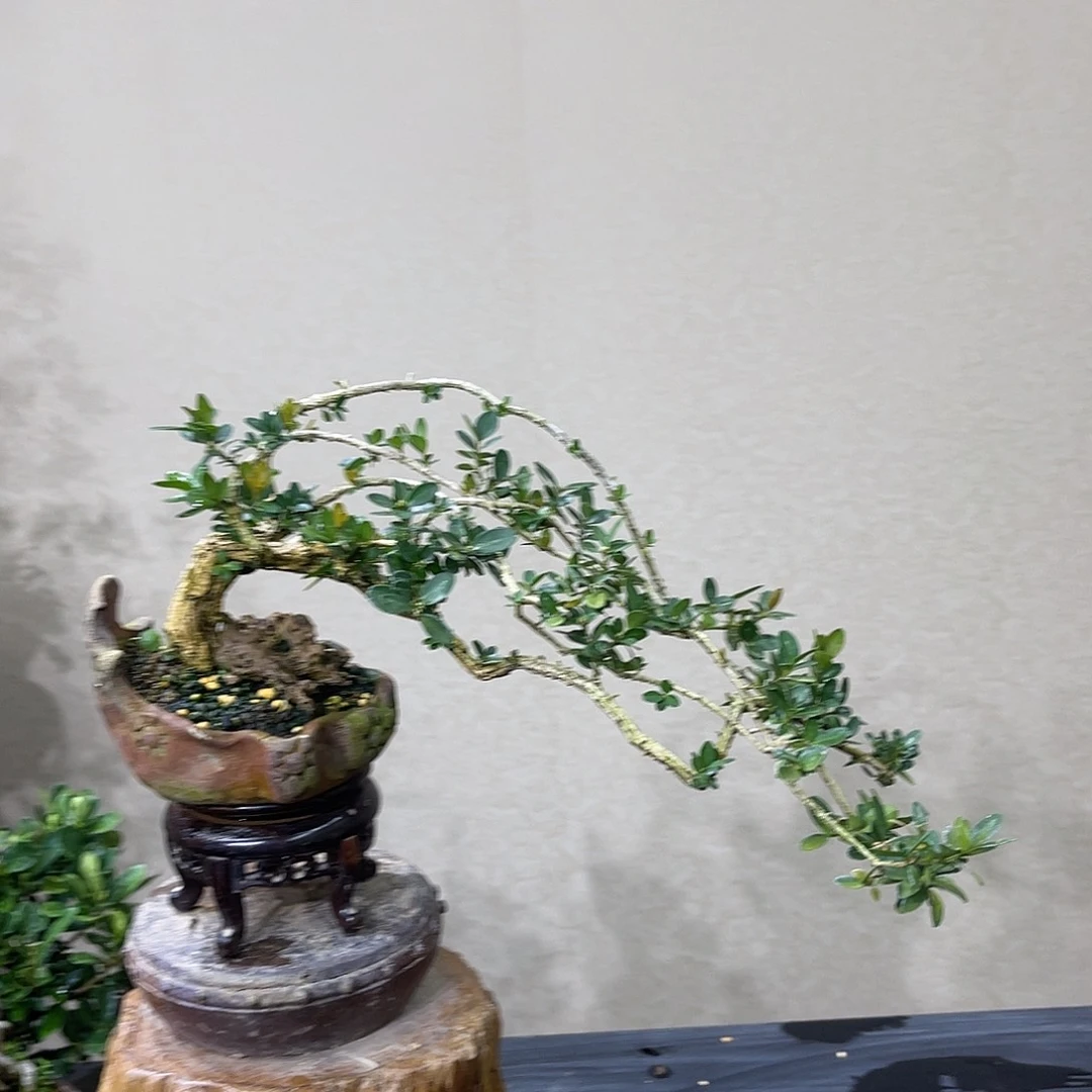 一***间无花朵14455789988896889