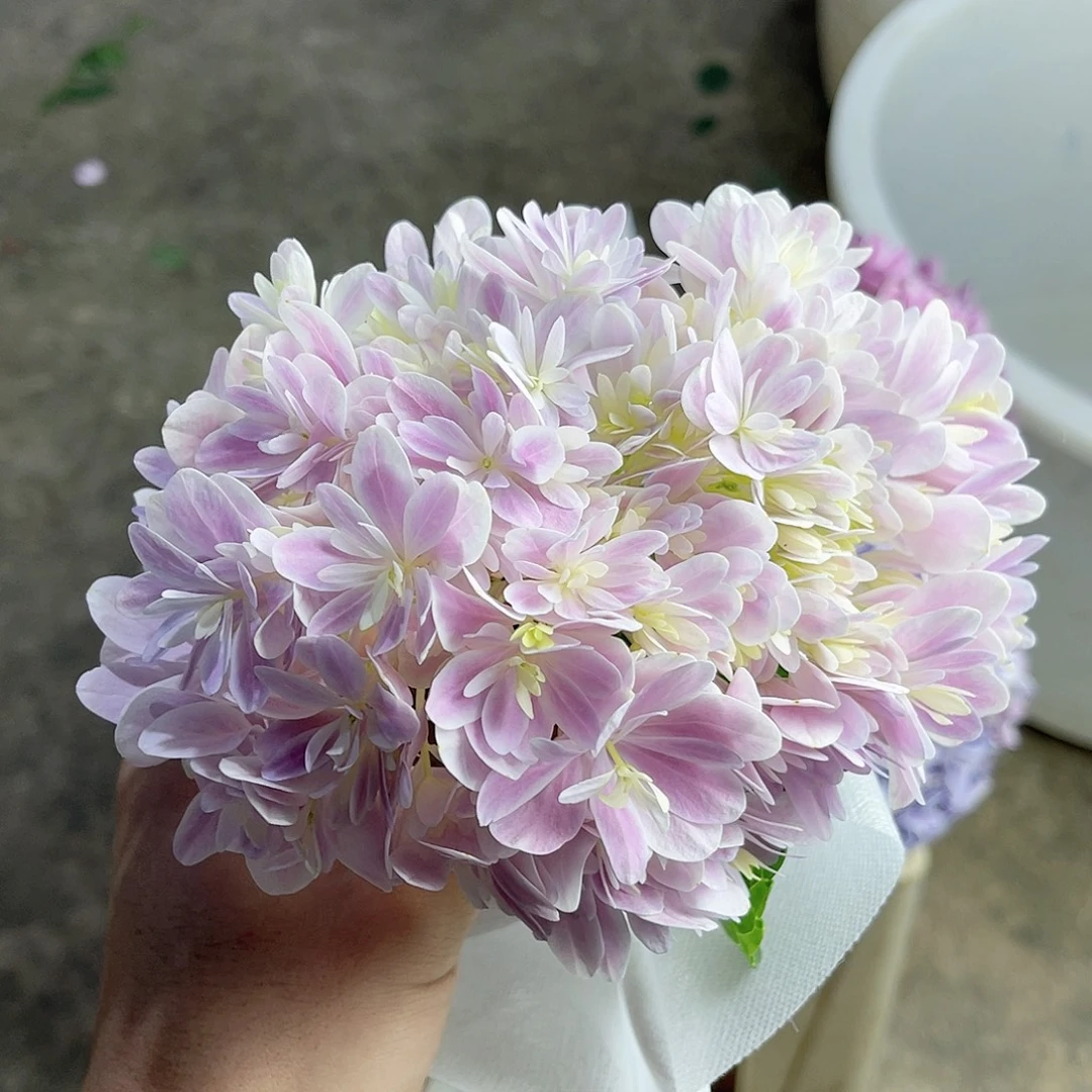 完全开放稀有绣球花56