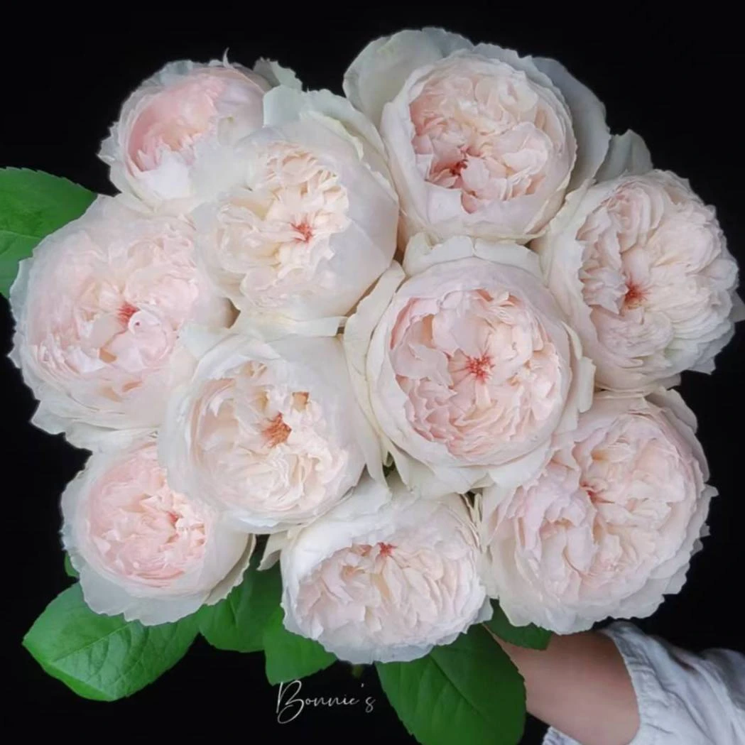 门店单头可爱瓷玫瑰鲜切花云南基地直发顺丰发货