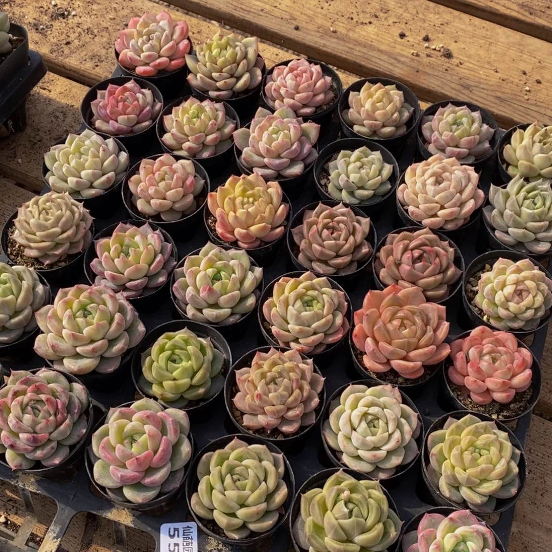 551多肉酱面的做法是很简单的日子