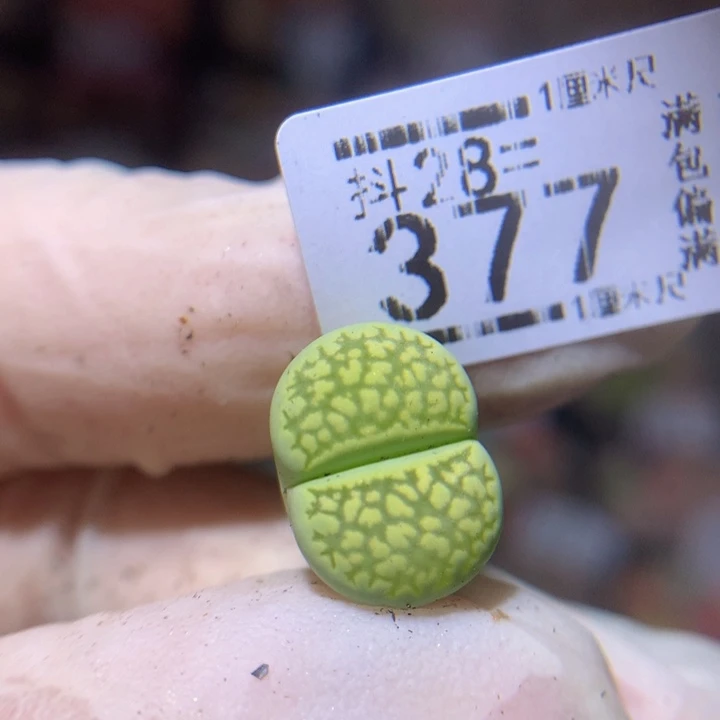 ~*～精品生石花28.377