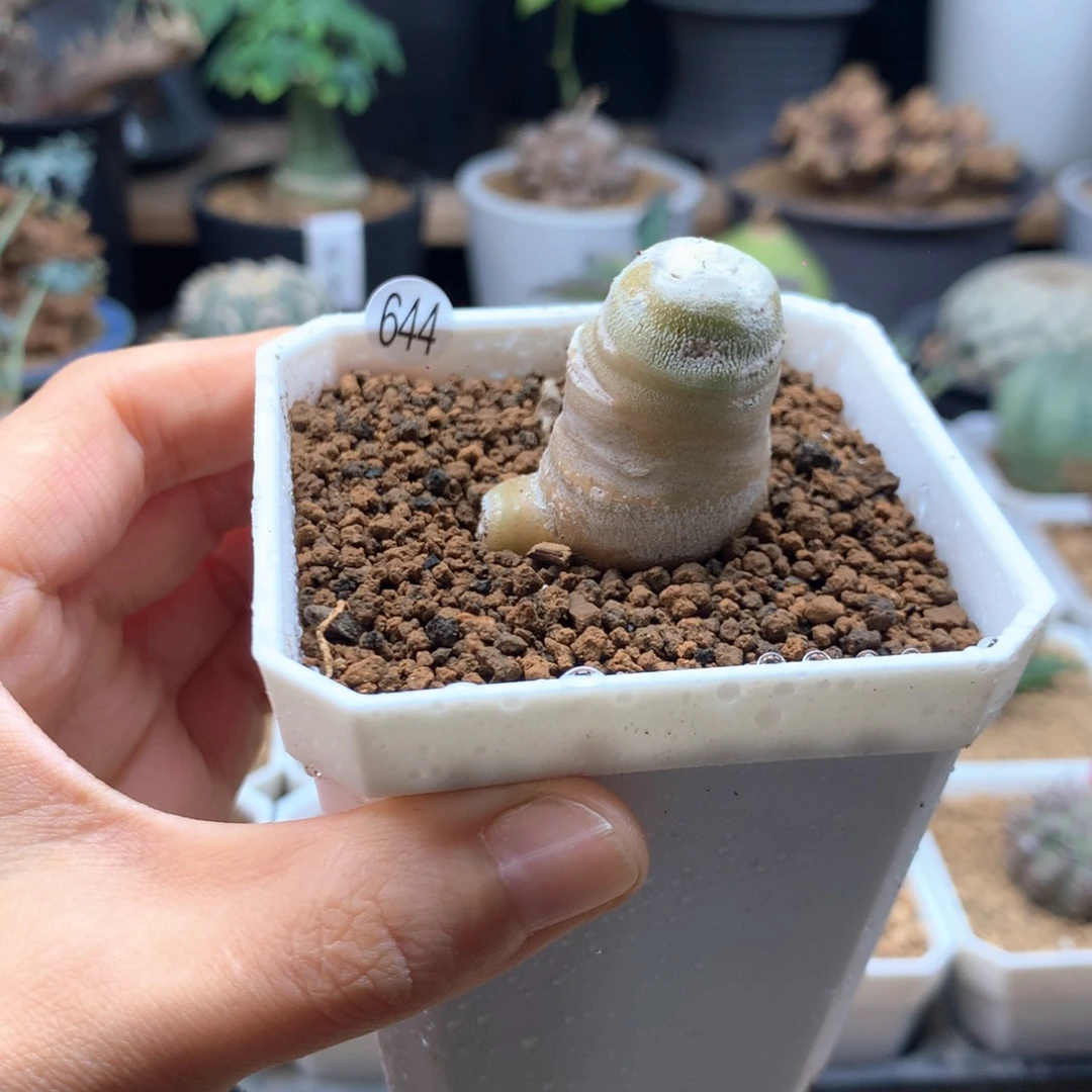 雪鹿厚敦菊带盆多肉