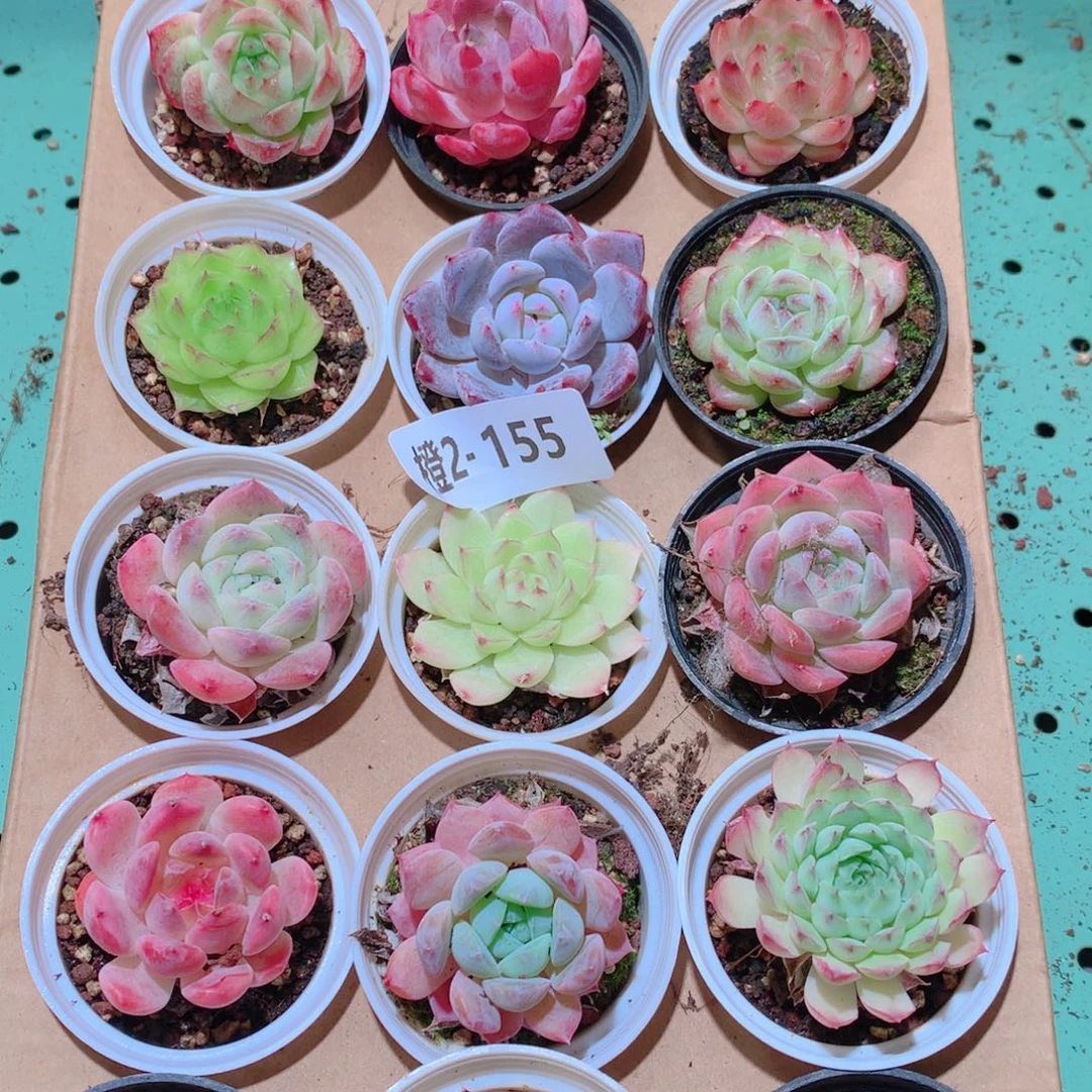2-155一物一拍多肉带盆18颗