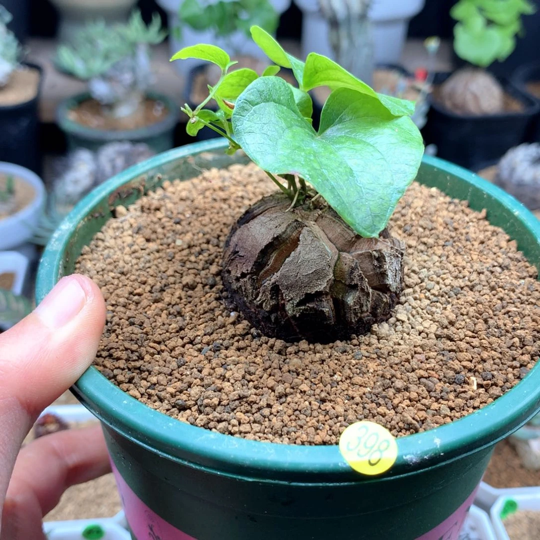 南非龟甲龙带盆398号