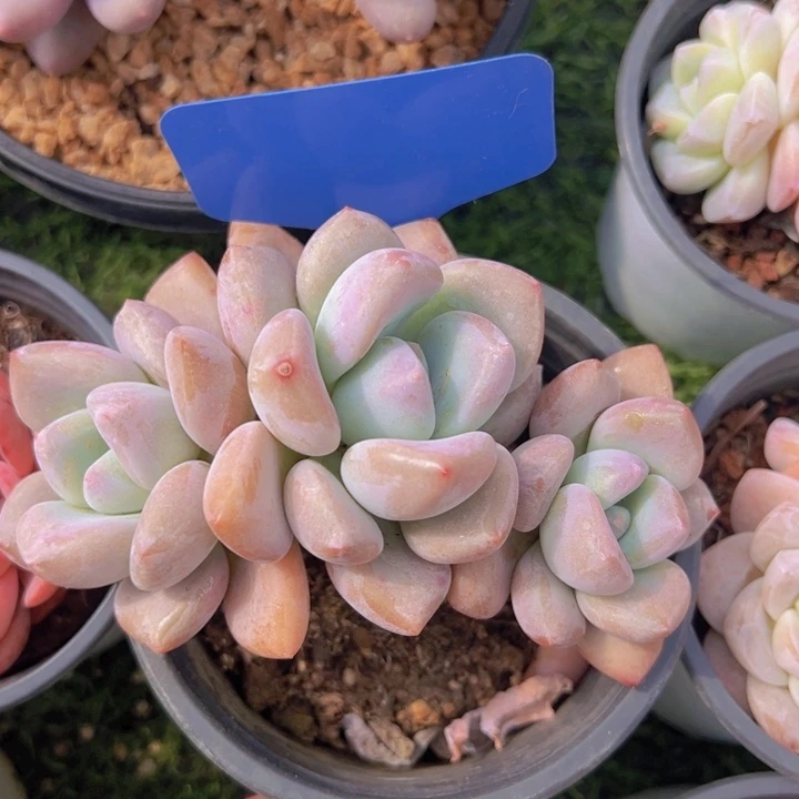 健健康康平平安安