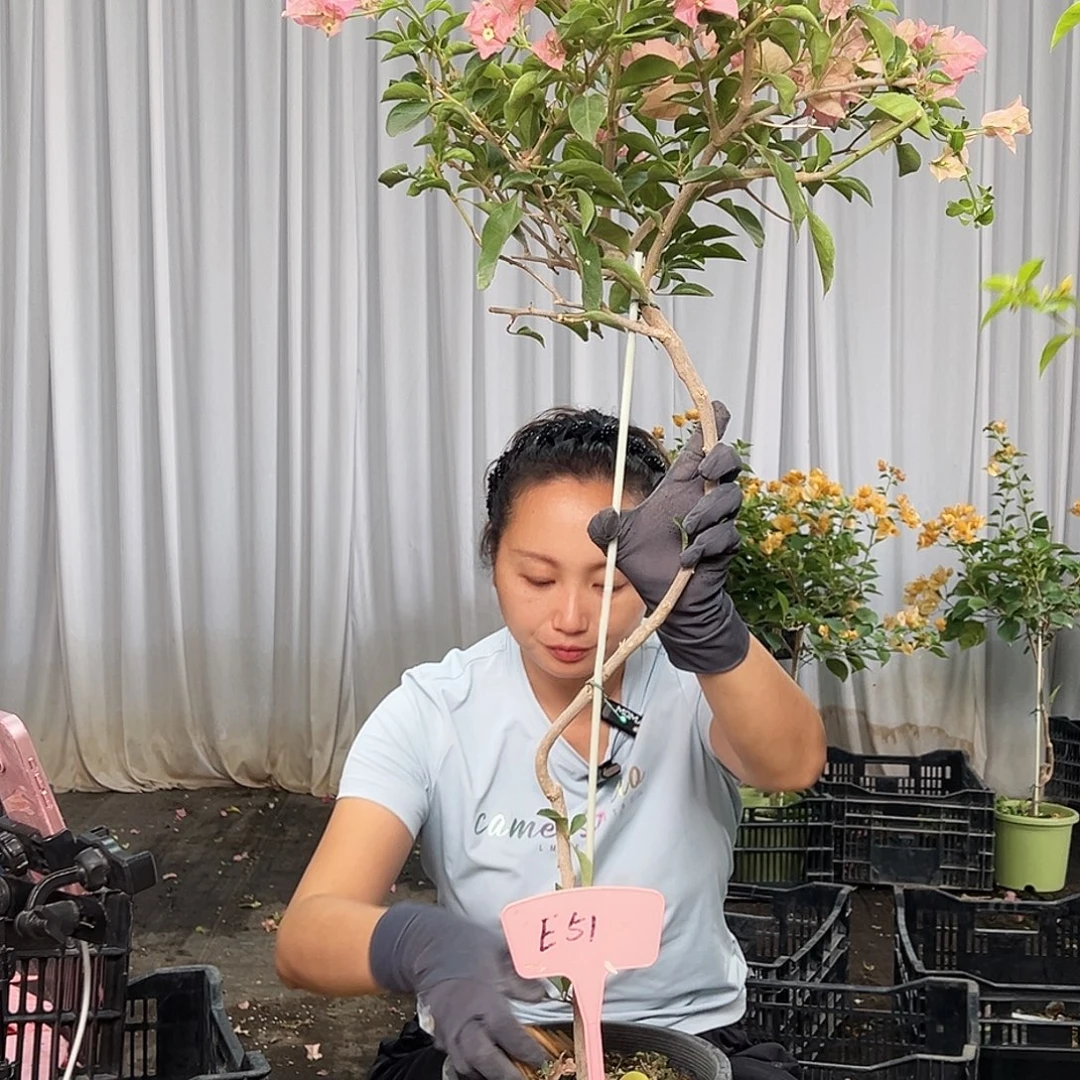 城***事当前无花栽培后可以开花E51卡亚塔